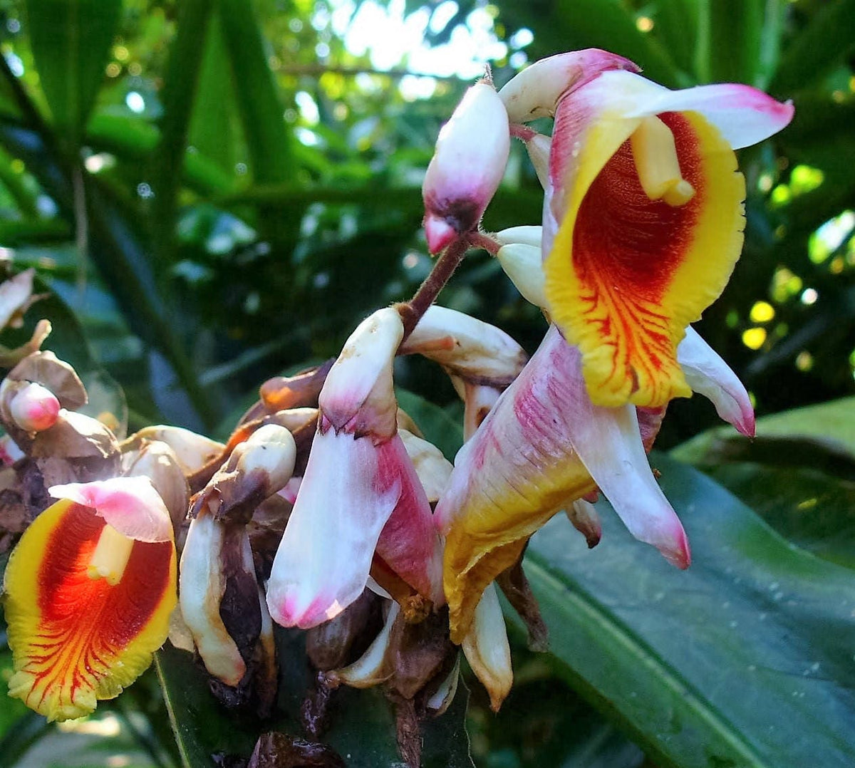 5 KAT GINGER Pink & Yellow Shell Alpinia Katsumadai Hayata Flower Herb Seeds