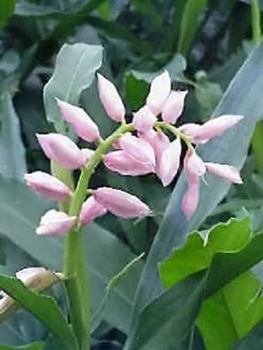 5 KAT GINGER Pink & Yellow Shell Alpinia Katsumadai Hayata Flower Herb Seeds