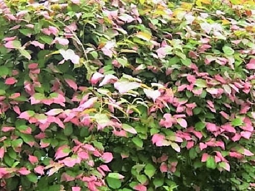 20 Variegated Arctic Beauty Kiwi (Actinidia Kolomikta) Seeds