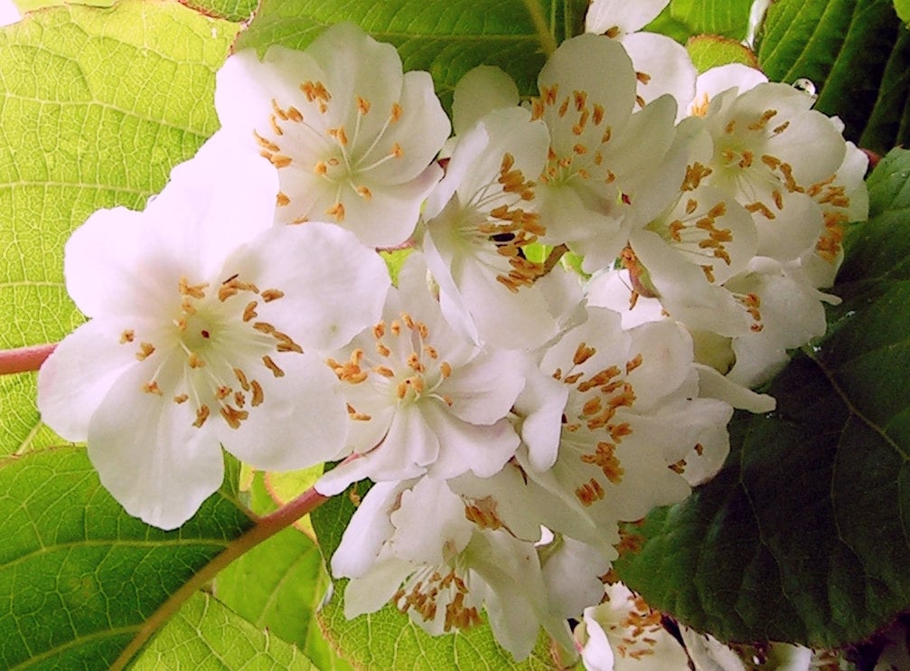 20 Variegated Arctic Beauty Kiwi (Actinidia Kolomikta) Seeds