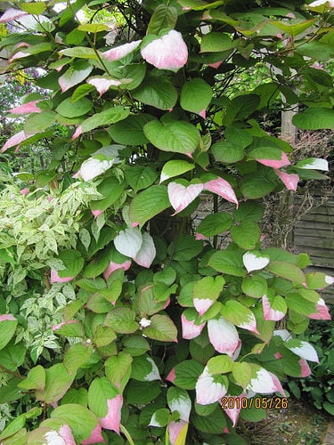 20 Variegated Arctic Beauty Kiwi (Actinidia Kolomikta) Seeds
