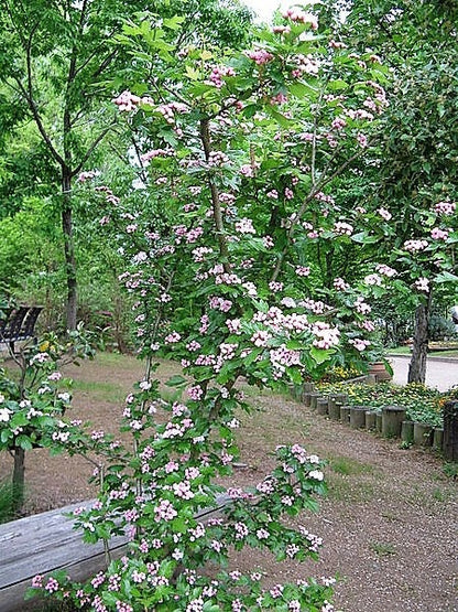 20 ENGLISH HAWTHORN TREE Edible Fruit Flower Mayflower Crataegus Laevigata Seeds