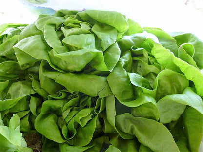 3000 WHITE BOSTON LETTUCE 12" Green Butterhead Lactuca Sativa Vegetable Seeds