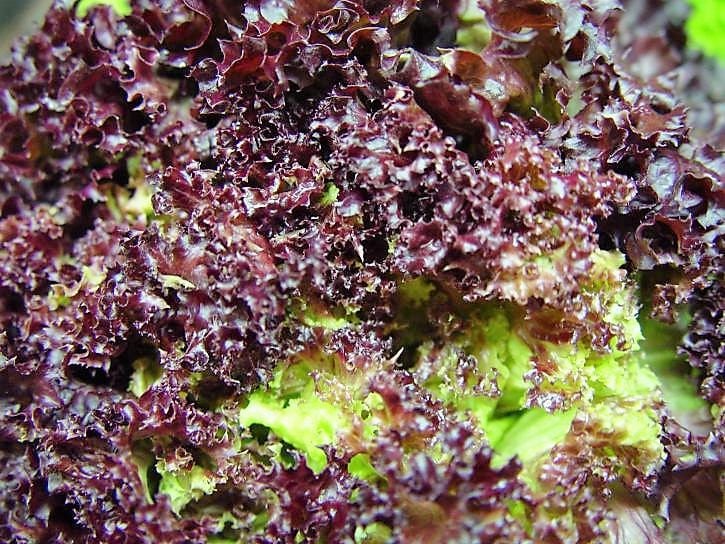 Ruby Leaf Lettuce (Lactuca sativa) Seeds – 3,000 ct