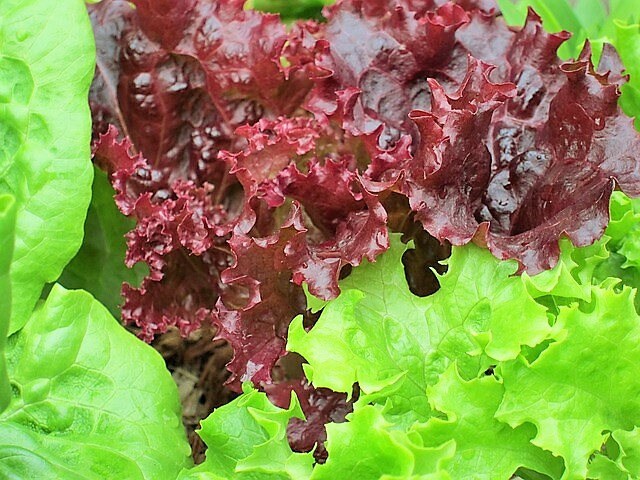 Ruby Leaf Lettuce (Lactuca sativa) Seeds – 3,000 ct