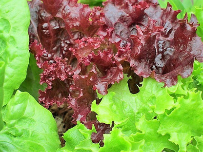 Ruby Leaf Lettuce (Lactuca sativa) Seeds – 3,000 ct