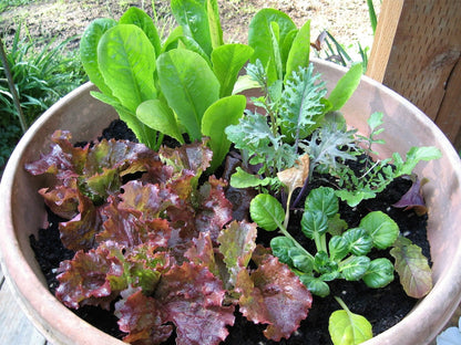 Ruby Leaf Lettuce (Lactuca sativa) Seeds – 3,000 ct