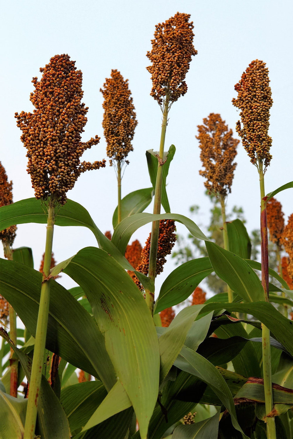 50 Della Sorghum (Sorghum Bicolor) Seeds