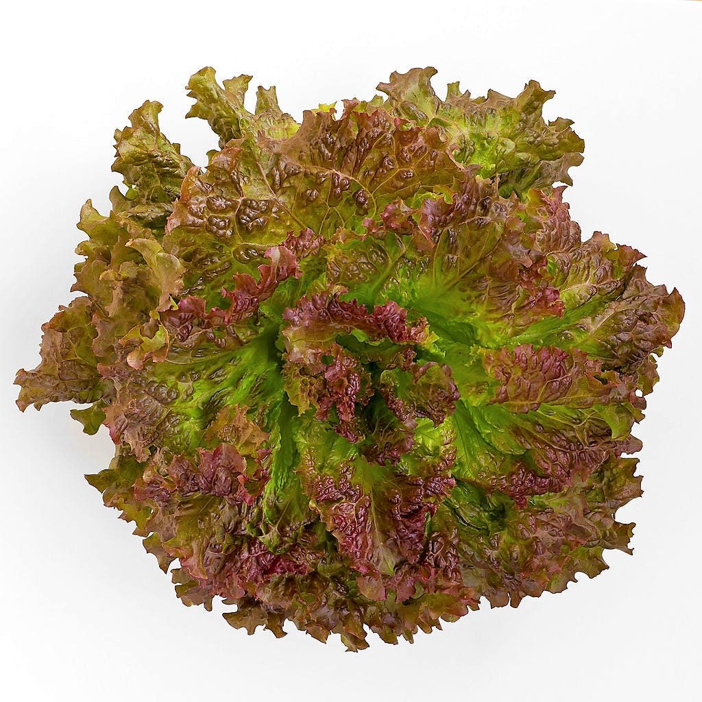3000 PRIZEHEAD LETTUCE Loose Leaf Early Prize Head Red Lactuca Vegetable Seeds