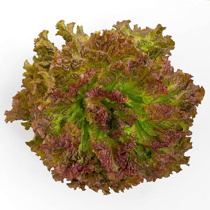 3000 PRIZEHEAD LETTUCE Loose Leaf Early Prize Head Red Lactuca Vegetable Seeds