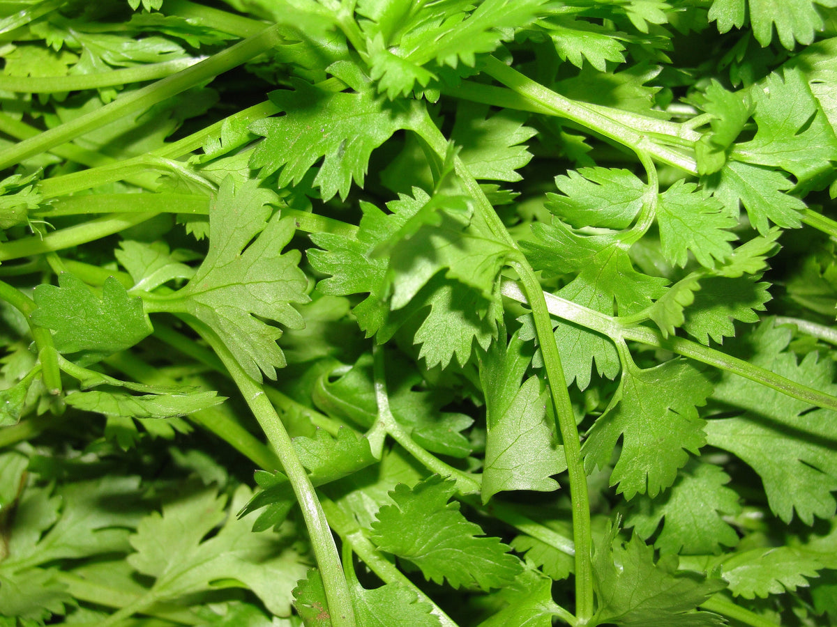 1000 TENDERCRISP CELERY Stalks & Leaves Apium Graveolens Vegetable Seeds