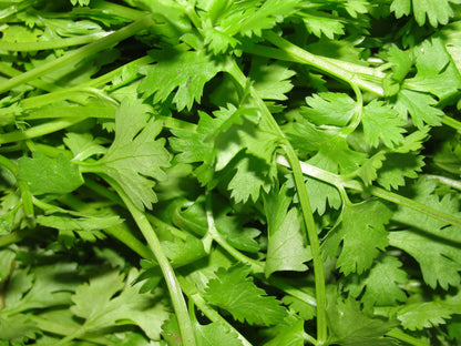 1000 TENDERCRISP CELERY Stalks & Leaves Apium Graveolens Vegetable Seeds