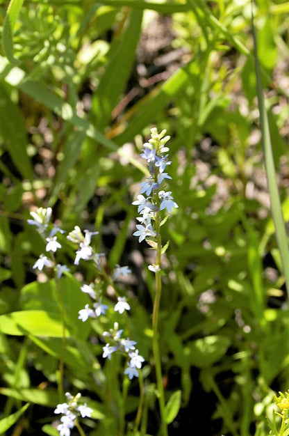 Palespike Lobelia (Lobelia spicata) Seeds – 300 ct