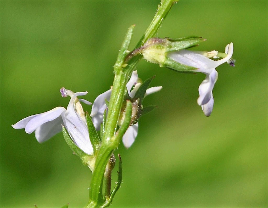 Palespike Lobelia (Lobelia spicata) Seeds – 300 ct