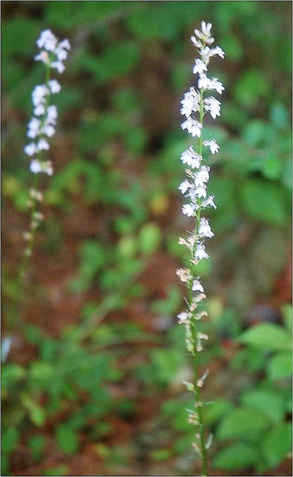Palespike Lobelia (Lobelia spicata) Seeds – 300 ct