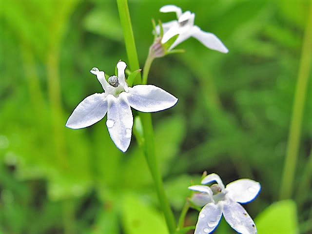 Palespike Lobelia (Lobelia spicata) Seeds – 300 ct