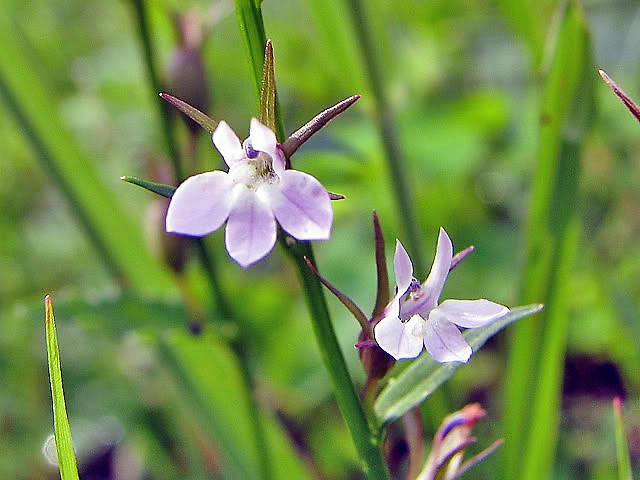 Palespike Lobelia (Lobelia spicata) Seeds – 300 ct