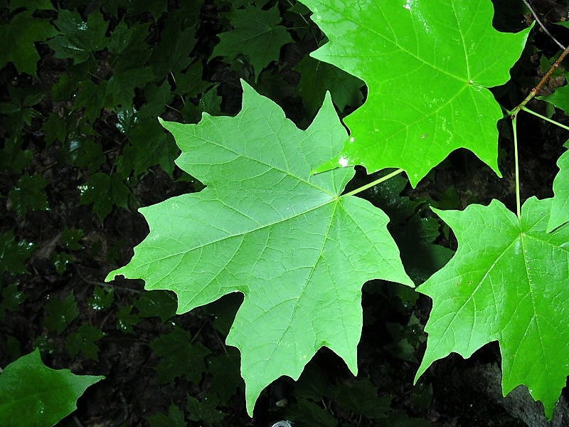25 SUGAR MAPLE Syrup TREE Native Rock Fall Color Acer Saccharum Seeds