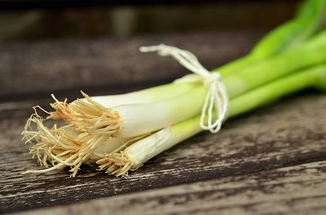 Evergreen Nebuka Bunching Onion (Allium fistulosum) Seeds – 300 ct