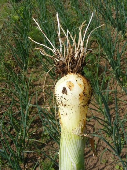 Evergreen Nebuka Bunching Onion (Allium fistulosum) Seeds – 300 ct