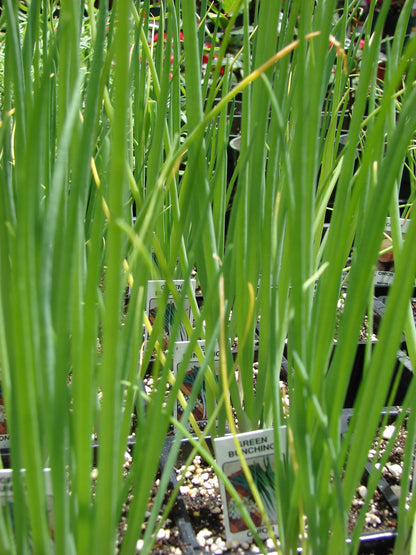 Evergreen Nebuka Bunching Onion (Allium fistulosum) Seeds – 300 ct