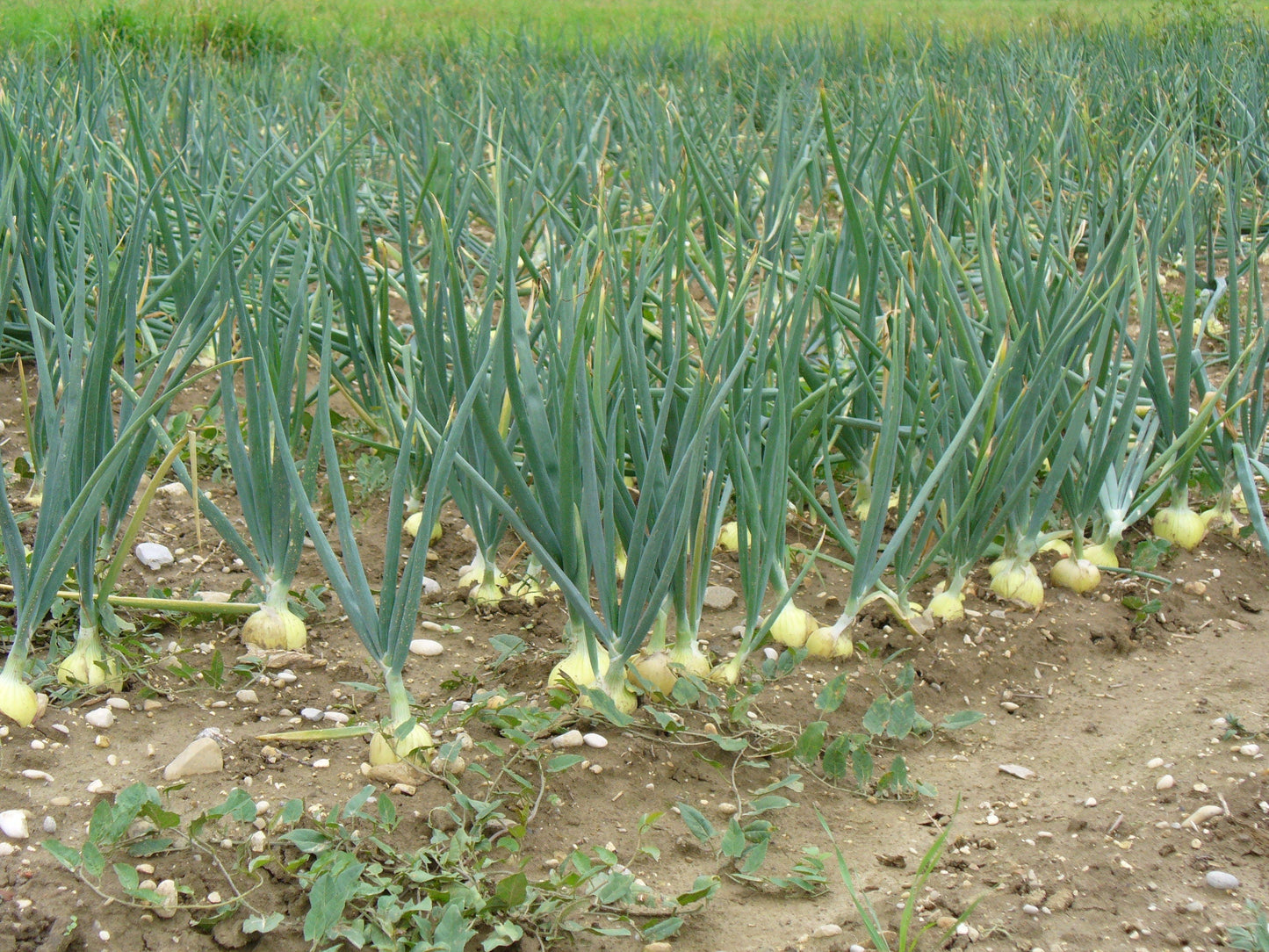 400 Texas Early Grano Onion (Allium Cepa) Seeds