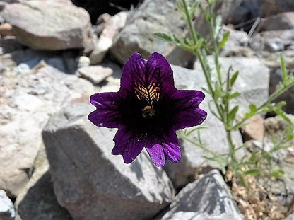 25 Chilean BLACK PAINTED TONGUE Salpiglossis Sinuata Paisley Flower Seeds