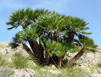 Mediterranean Fan Palm (Chamaerops humilis) Seeds – 5 ct