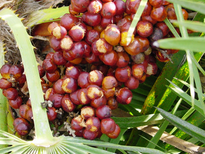 Mediterranean Fan Palm (Chamaerops humilis) Seeds – 5 ct