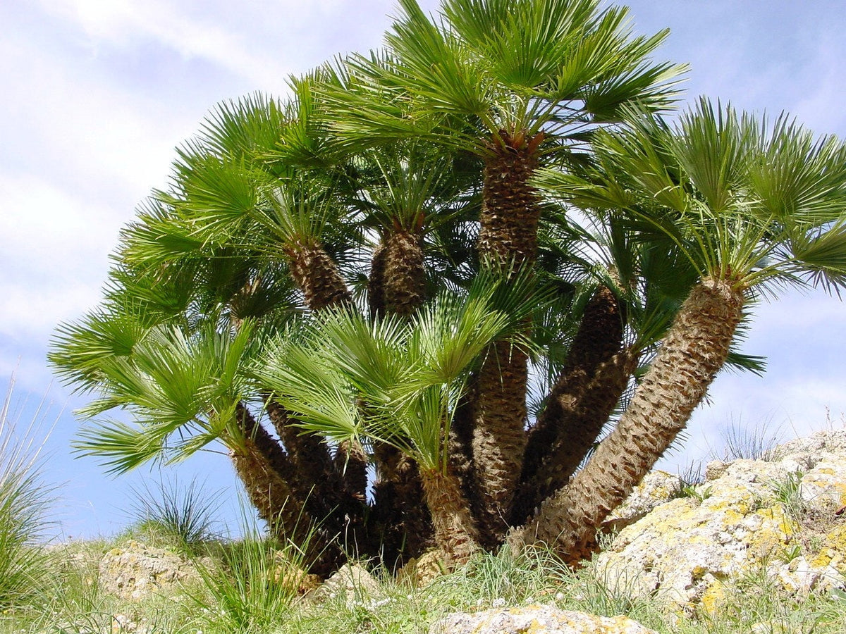 Mediterranean Fan Palm (Chamaerops humilis) Seeds – 5 ct