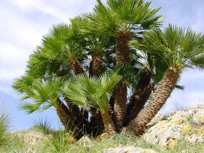 Mediterranean Fan Palm (Chamaerops humilis) Seeds – 5 ct