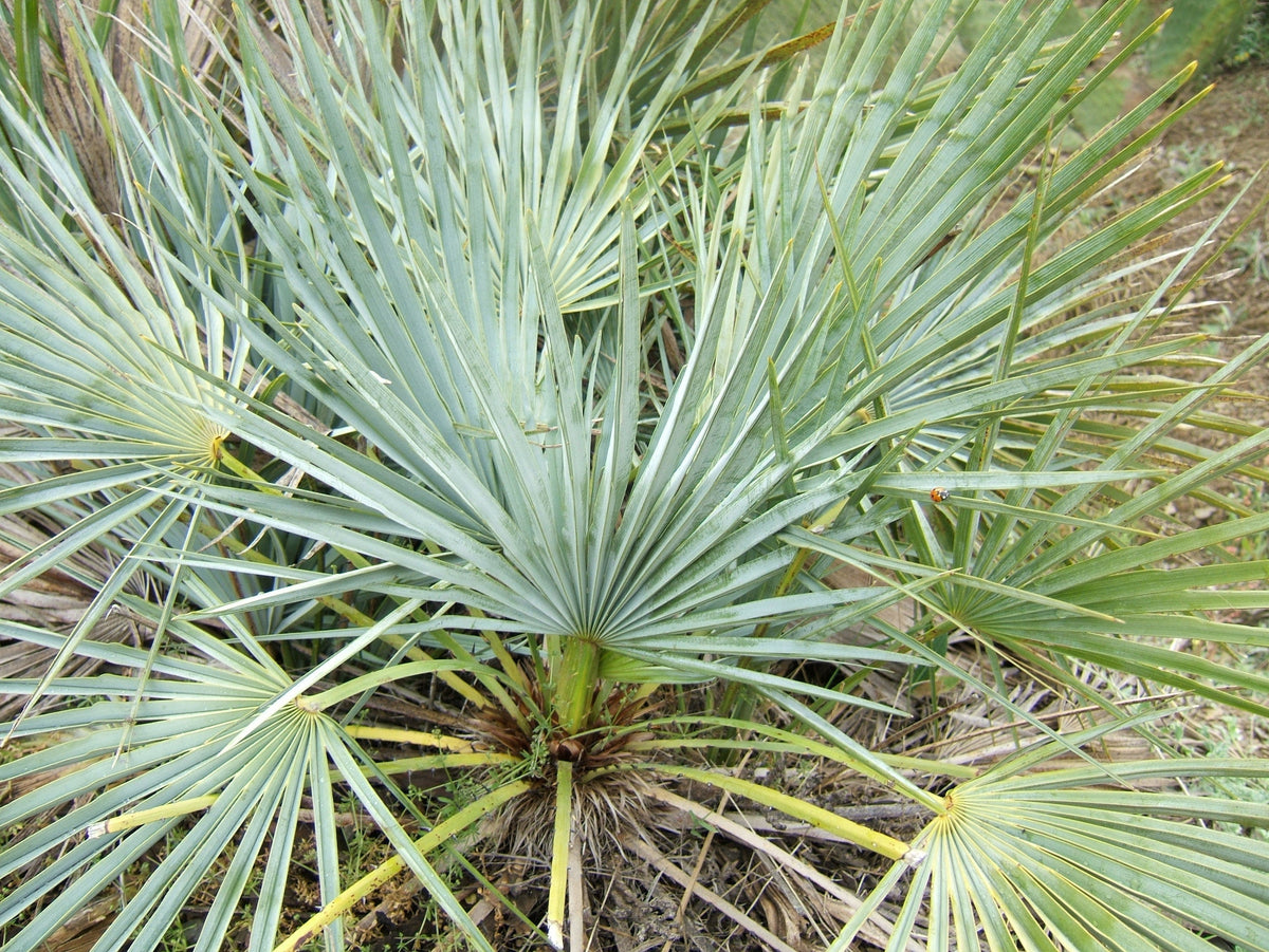 Mediterranean Fan Palm (Chamaerops humilis) Seeds – 5 ct