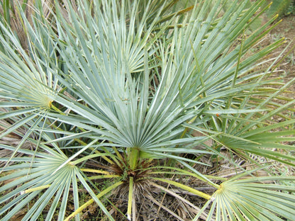 Mediterranean Fan Palm (Chamaerops humilis) Seeds – 5 ct