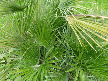 Mediterranean Fan Palm (Chamaerops humilis) Seeds – 5 ct