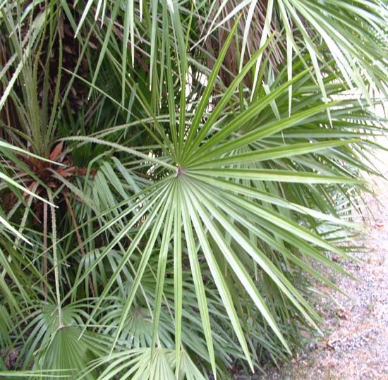 Mediterranean Fan Palm (Chamaerops humilis) Seeds – 5 ct