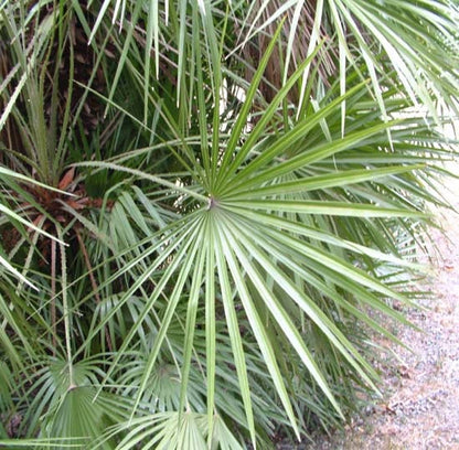 Mediterranean Fan Palm (Chamaerops humilis) Seeds – 5 ct