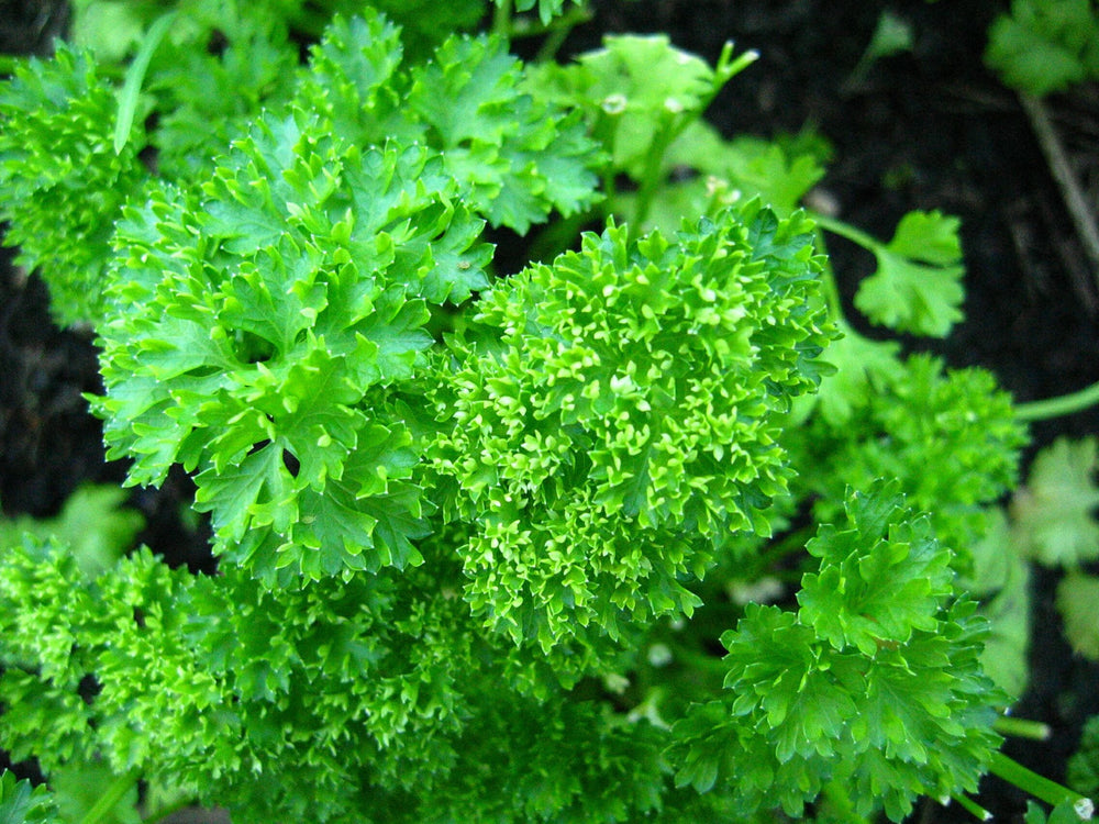 500 FOREST GREEN PARSLEY Petroselinum Crispum Double Triple Curl Vegetable Seeds