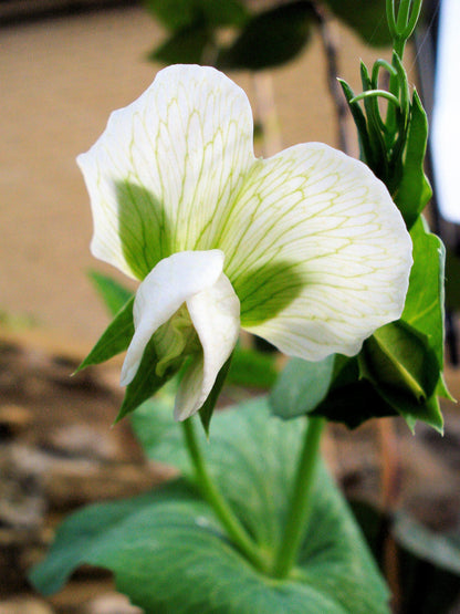 50 Early Frosty Garden Shelling Pea (Pisum Sativum) Seeds