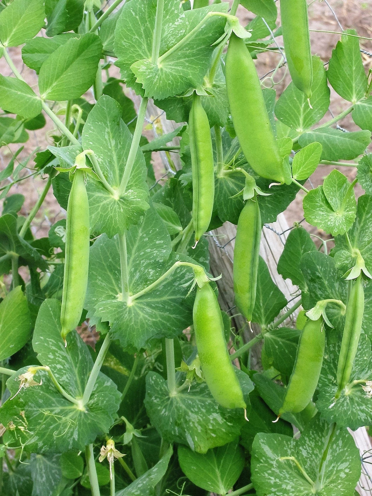 50 SUGAR ANN PEA Stringless Sweet Green Snap Pisum Sativum Vegetable Seeds