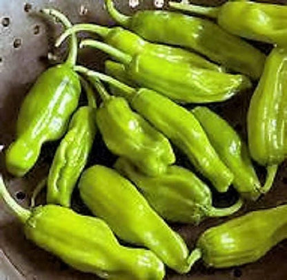50 Greek Golden Pepper/ Pepperoncini (Capsicum Annuum) Seeds
