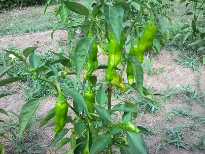 50 Greek Golden Pepper/ Pepperoncini (Capsicum Annuum) Seeds