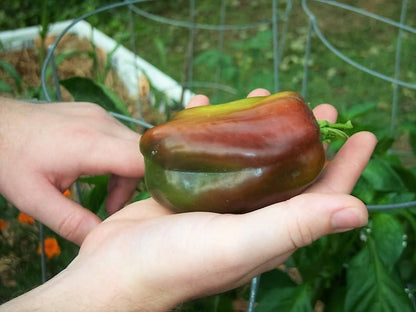 30 Chocolate Beauty Bell Pepper (Capsicum Annuum) Seeds