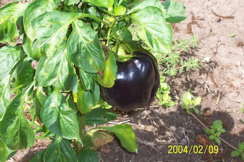 30 Chocolate Beauty Bell Pepper (Capsicum Annuum) Seeds