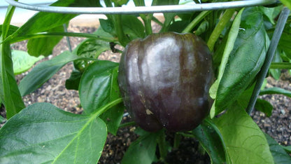 30 Chocolate Beauty Bell Pepper (Capsicum Annuum) Seeds