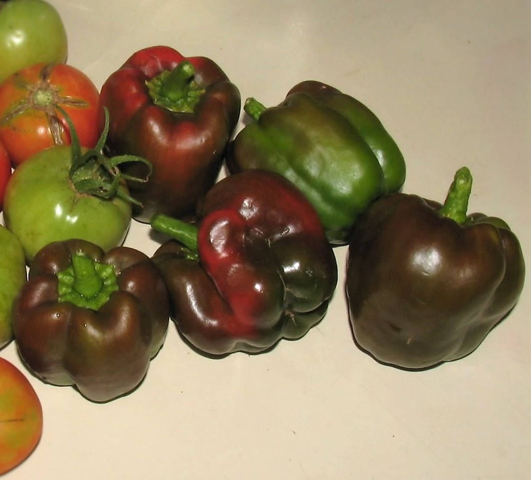 30 Chocolate Beauty Bell Pepper (Capsicum Annuum) Seeds