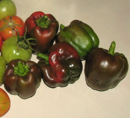 30 Chocolate Beauty Bell Pepper (Capsicum Annuum) Seeds