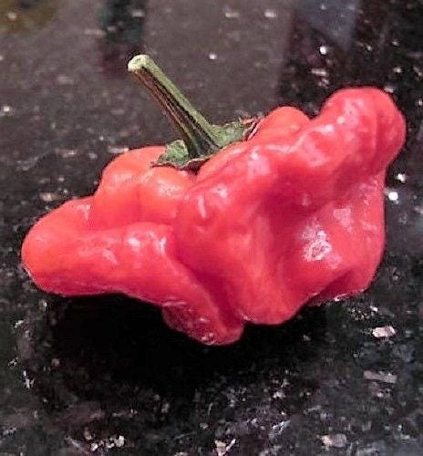 Red Jamaican Hot Pepper (Capsicum chinense) Seeds – 40 ct