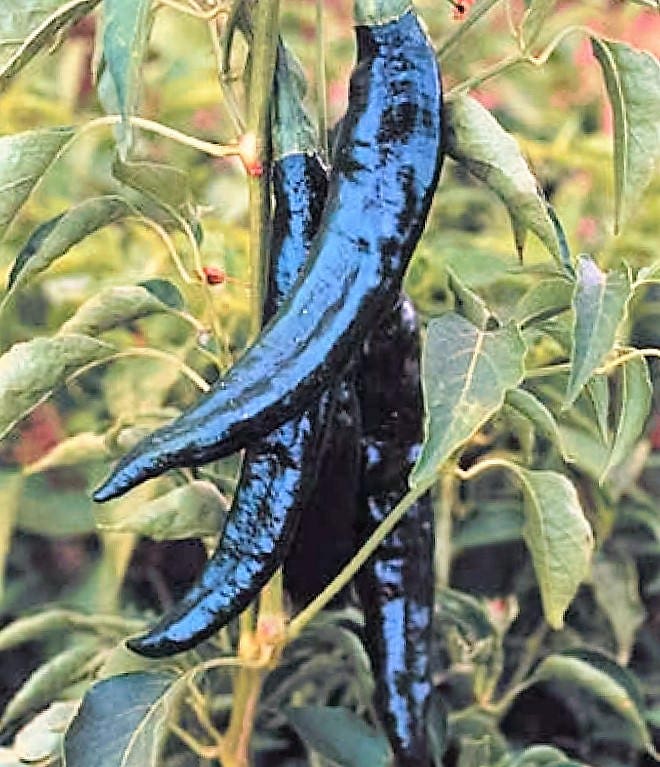 50 Pasilla Bajio Pepper (Capsicum Annuum) Seeds