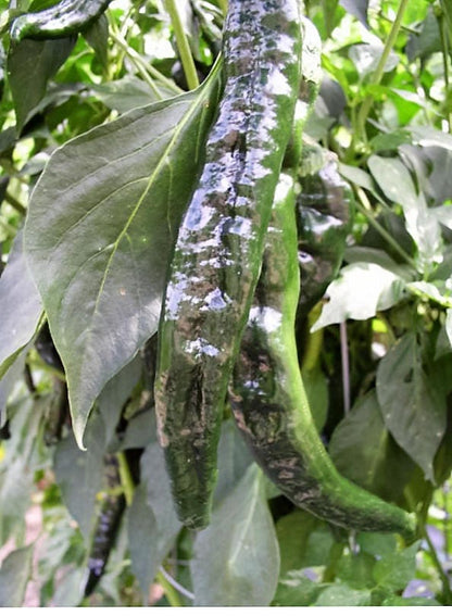 50 Pasilla Bajio Pepper (Capsicum Annuum) Seeds