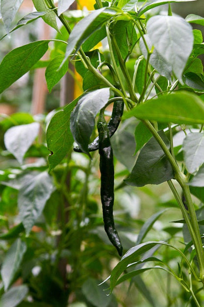 50 Pasilla Bajio Pepper (Capsicum Annuum) Seeds